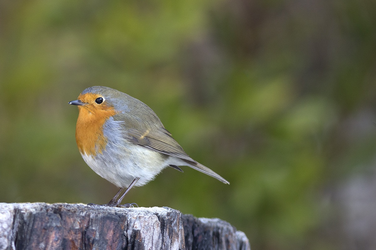 A robin