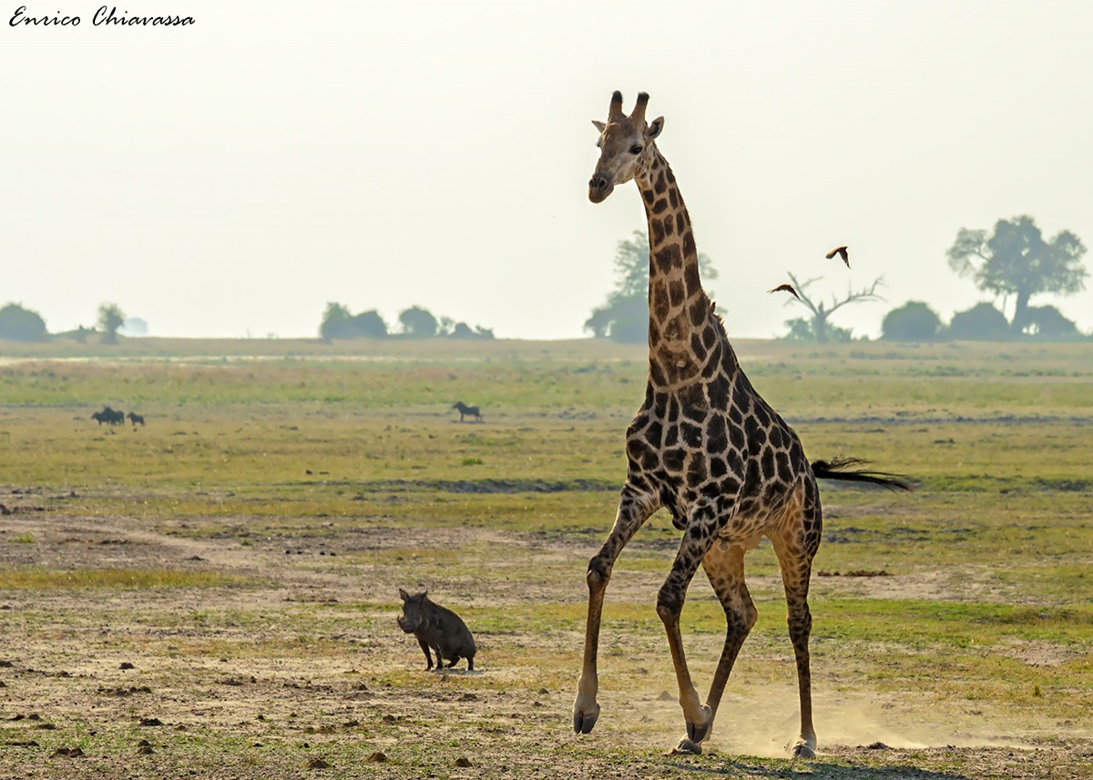 L'improbabile sfida...