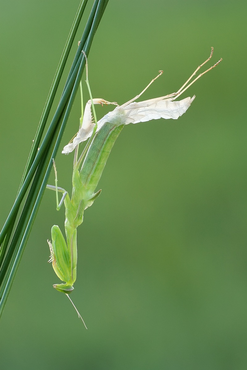 Mantis religiosa