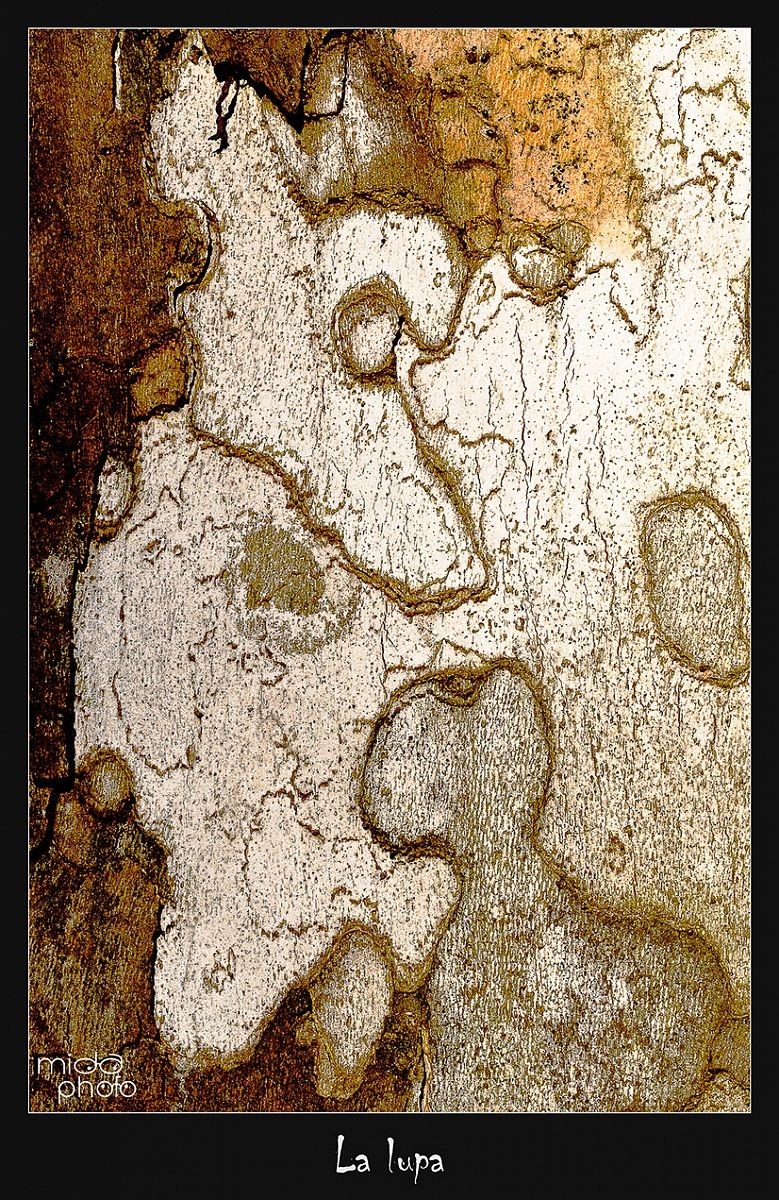 La lupa