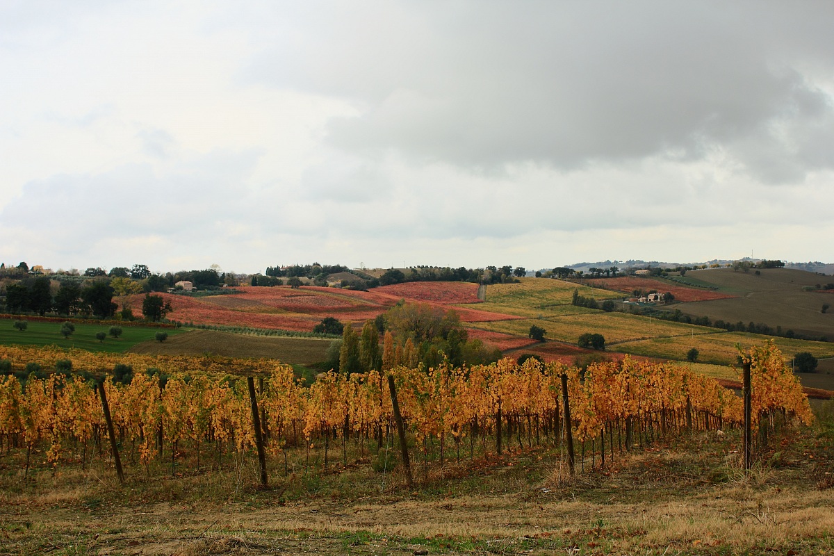 Surroundings of Morro d'Alba (AN)