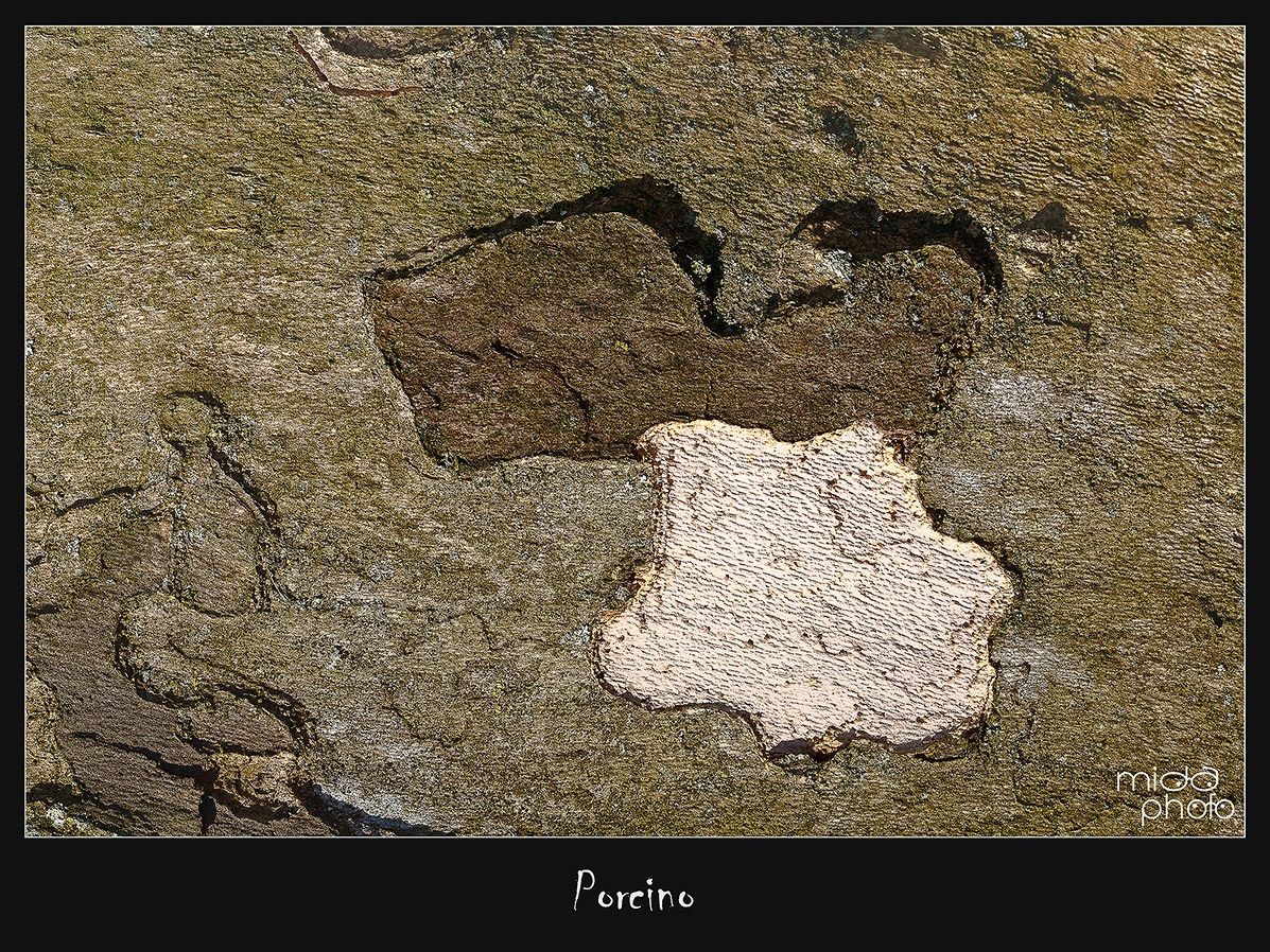 Porcino
