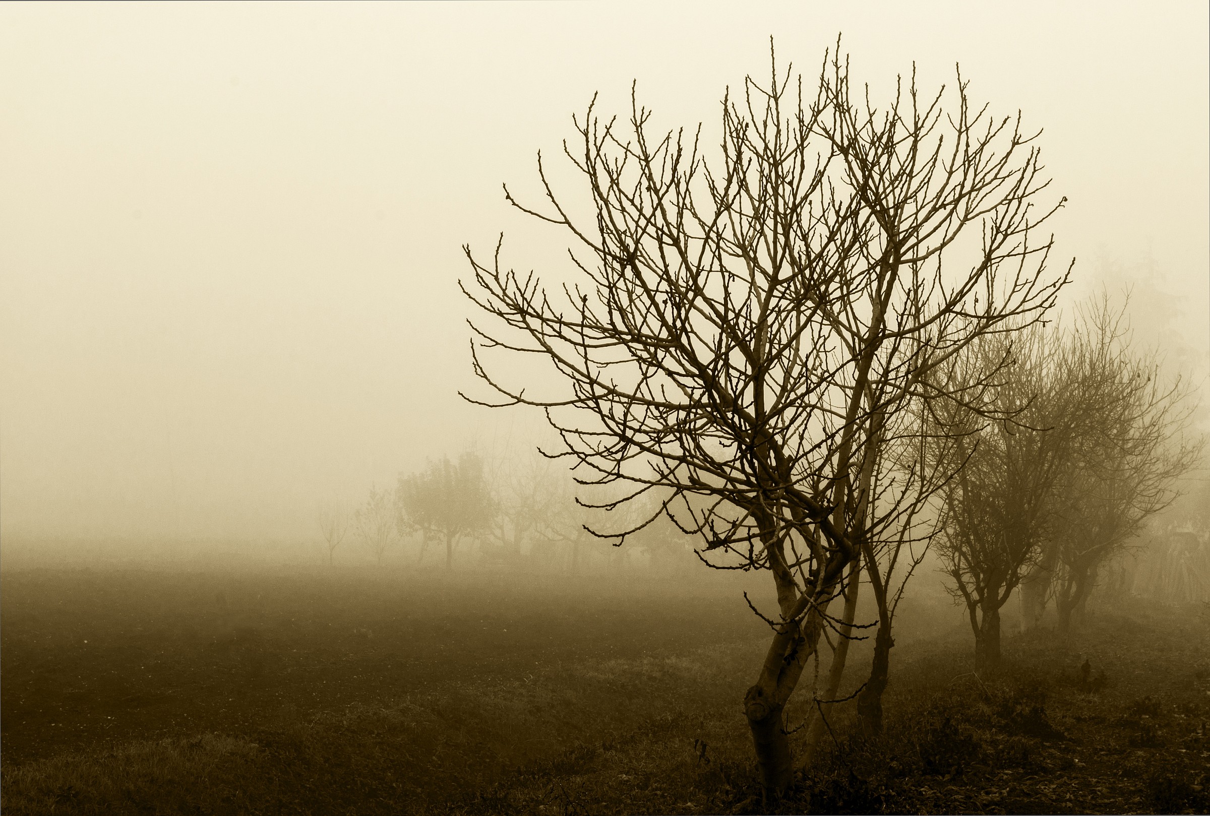 Trees in nebbia2
