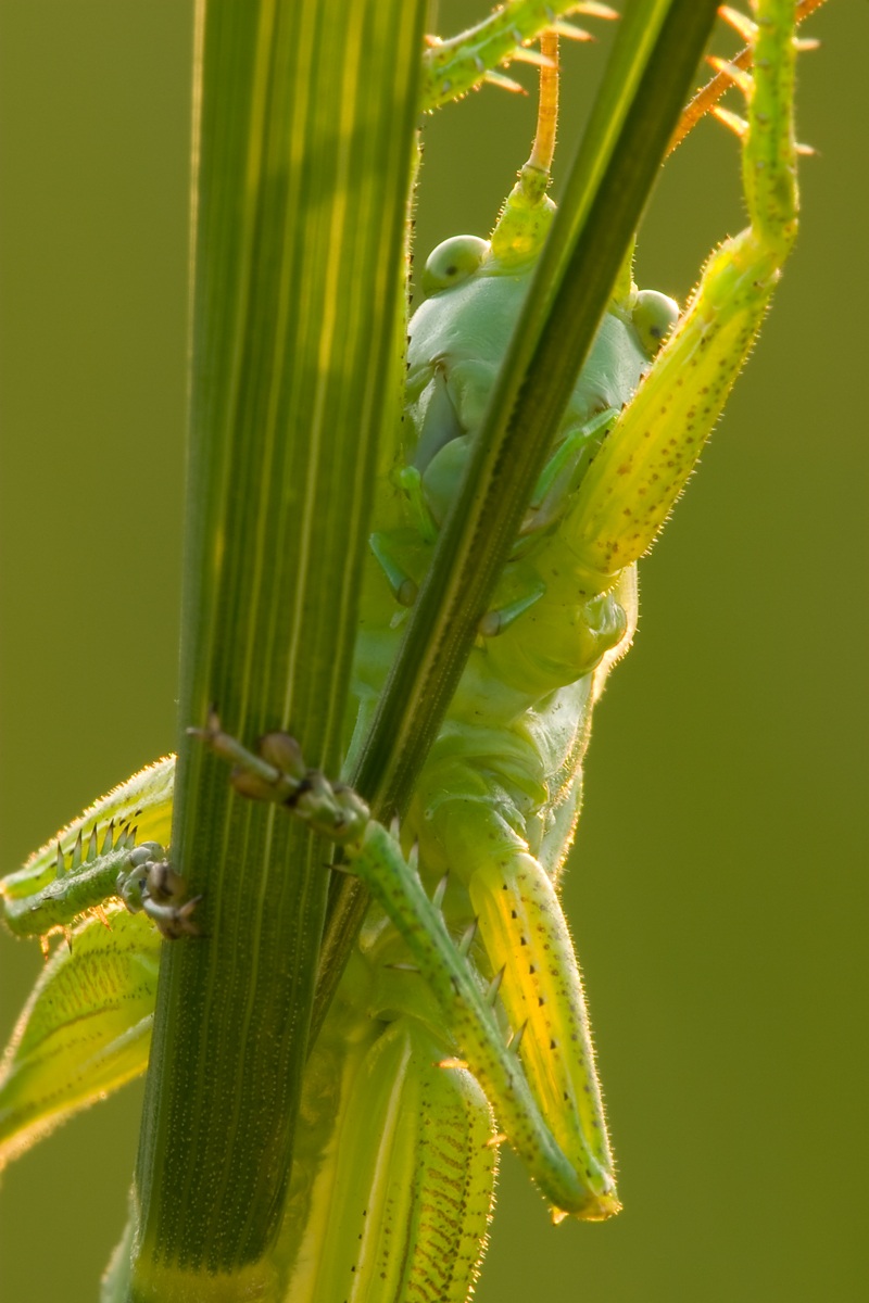 Tettigonia viridissima