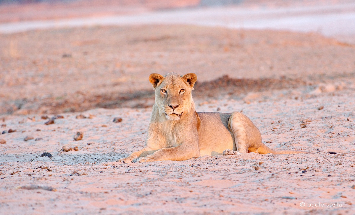 young male at the sunset