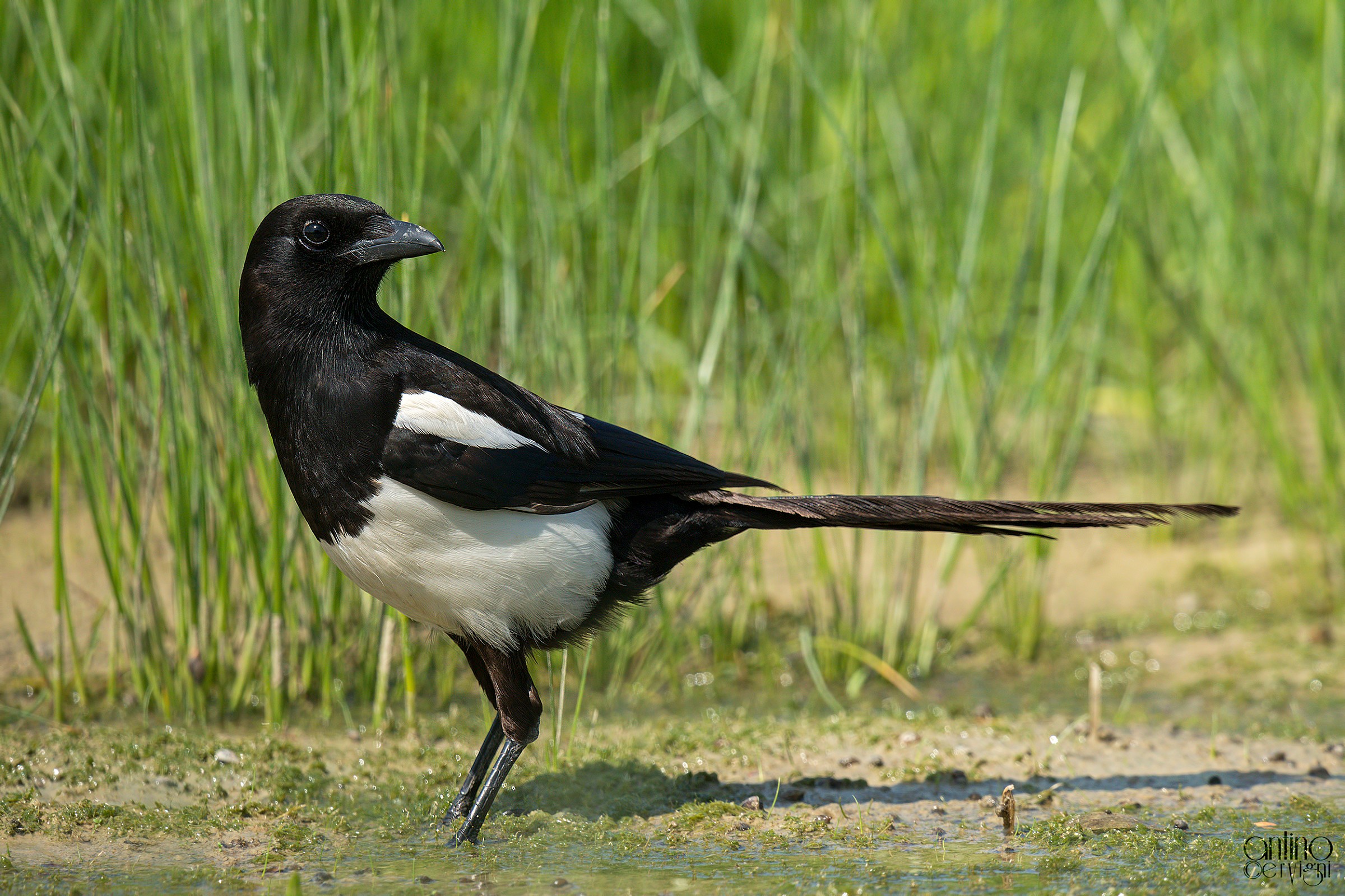 A magpie