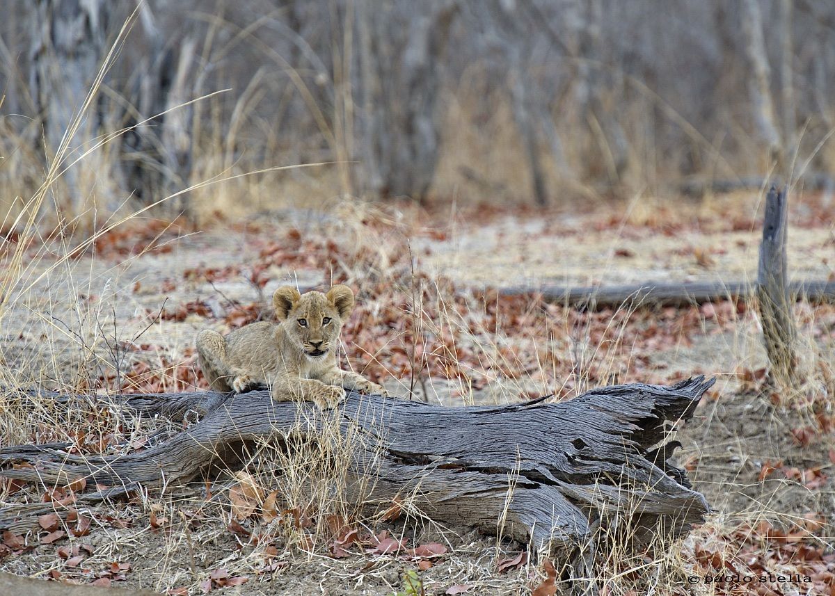 lion cub