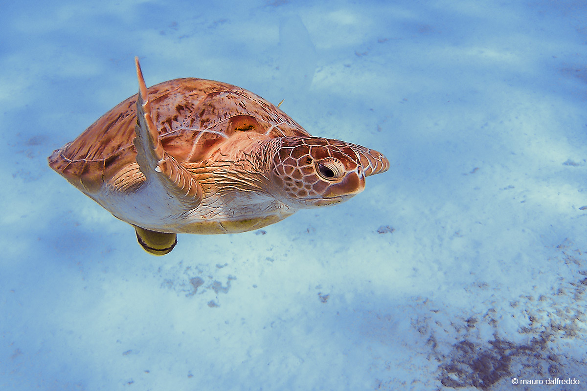 Tartaruga marina del Mar Rosso
