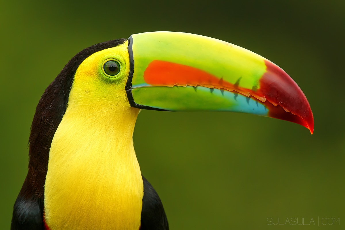 Tucano solforato | Costa Rica