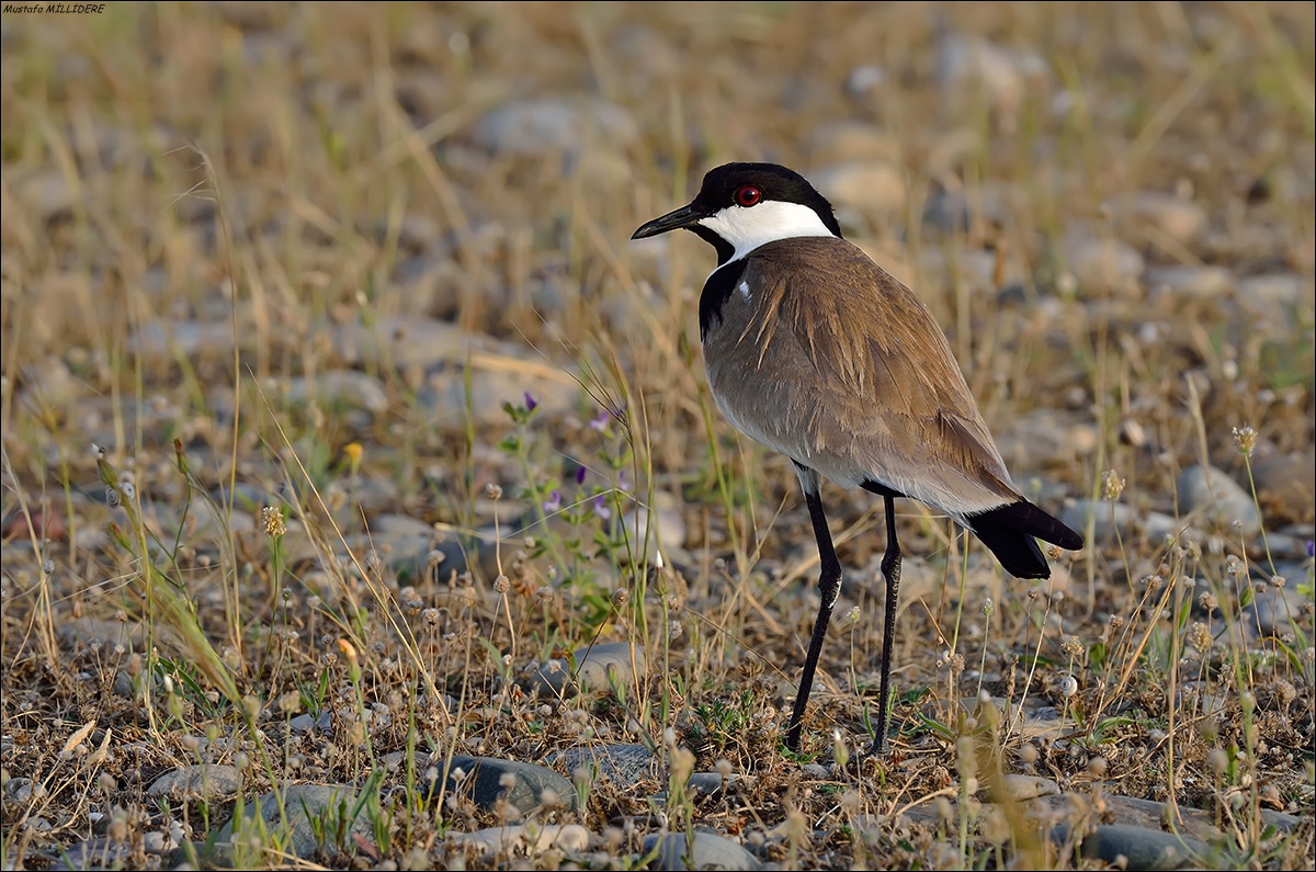 Spur-winged Lapwing ...