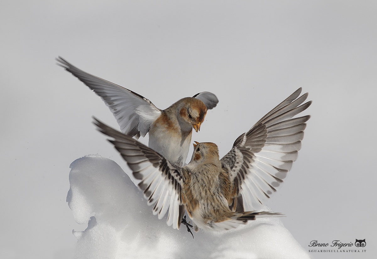 snow buntings