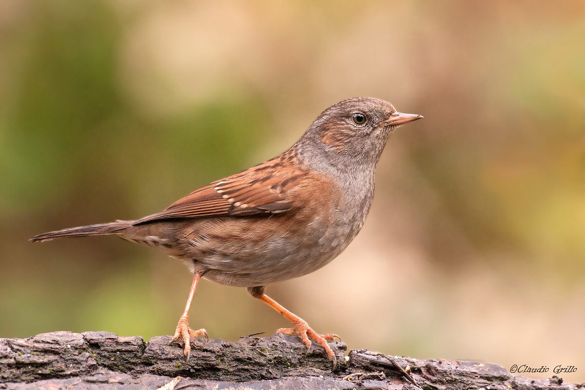 Dunnock