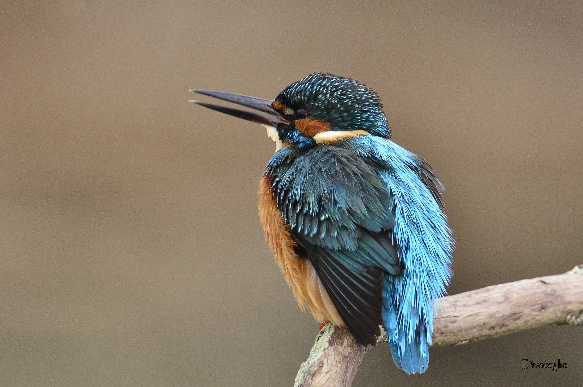 Martin pescatore (Alcedo atthis)