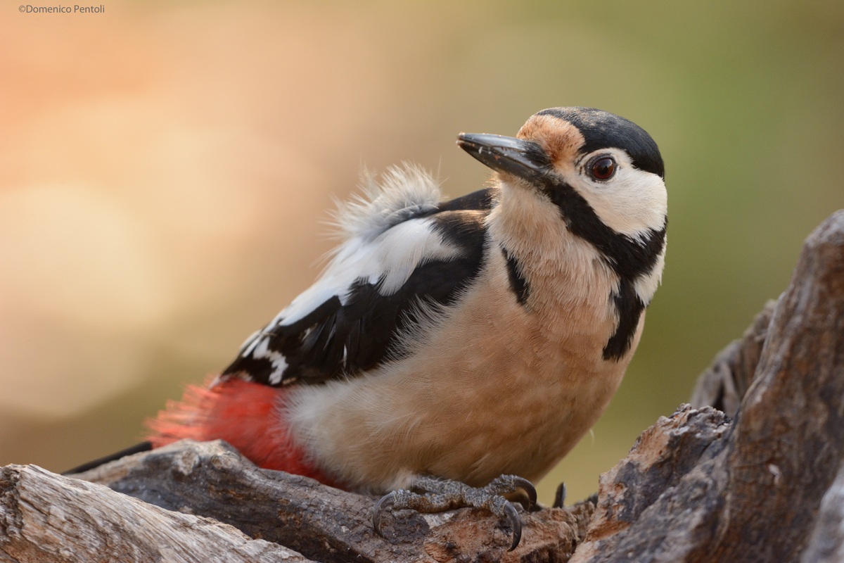 Ritratto al picchio rosso
