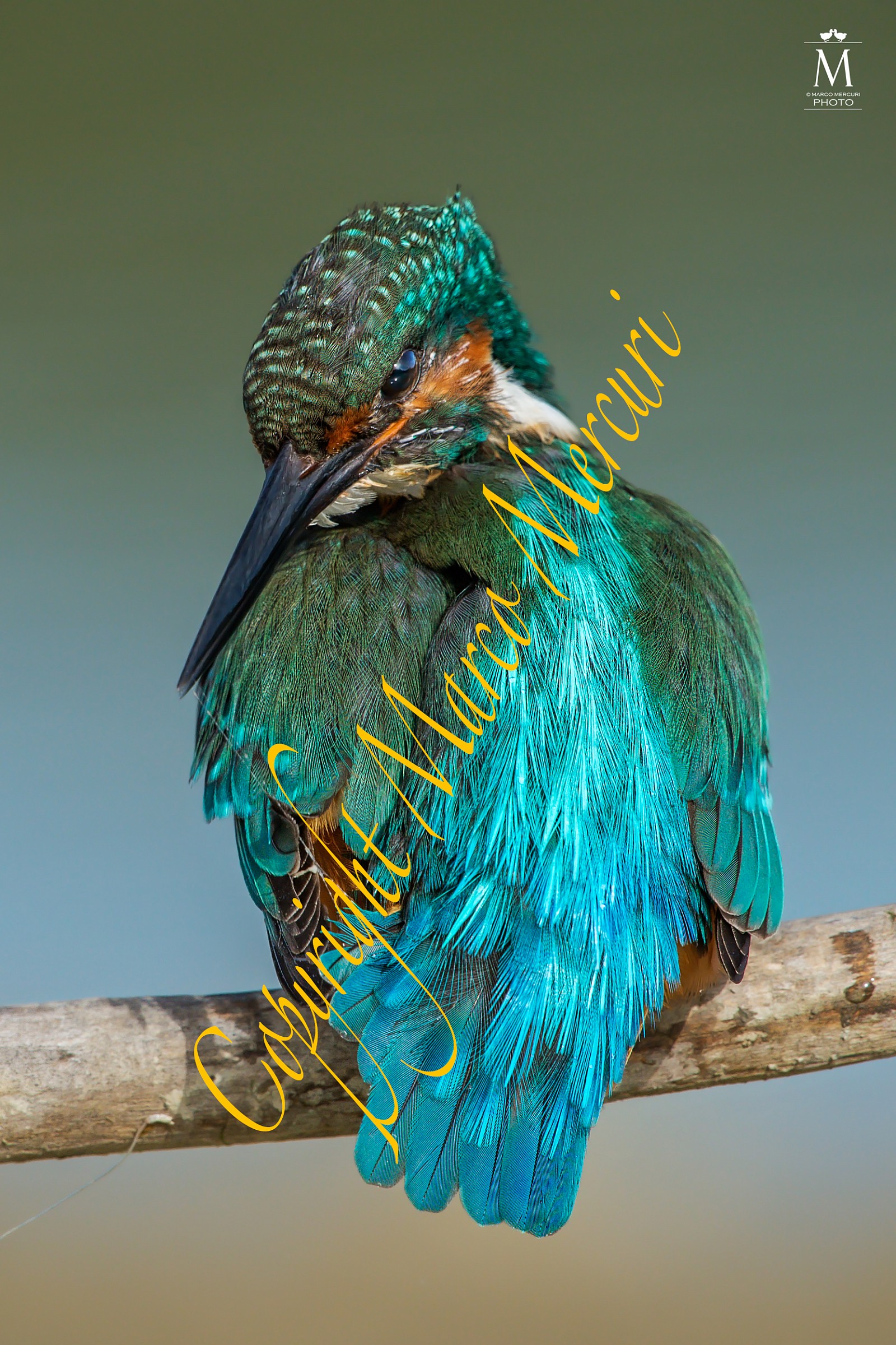 La Fastidiosissima Ragnatela.