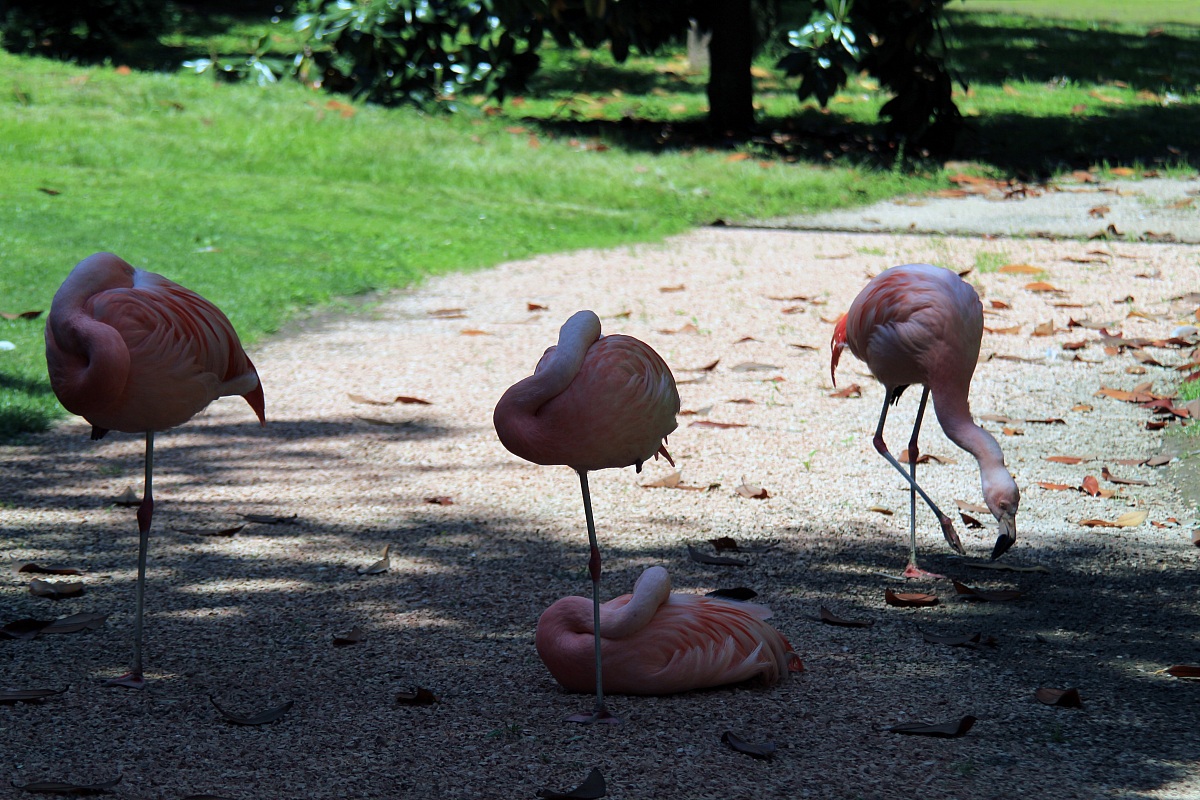 pink flamingos in Milan