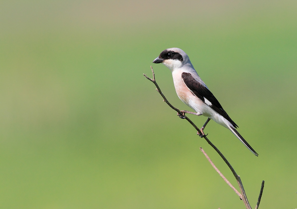 il profilo della cenerina