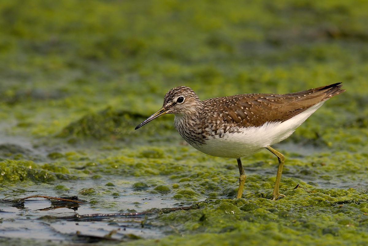 sandpiper wheatear