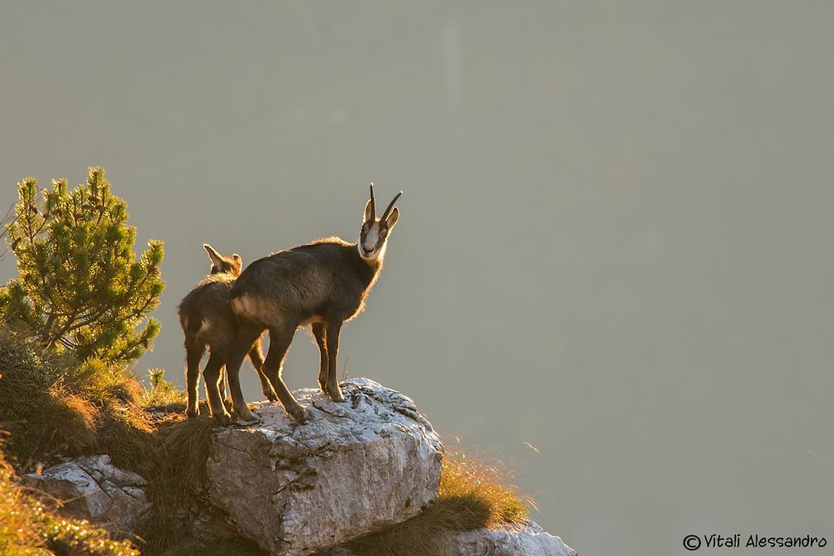 chamois dawn