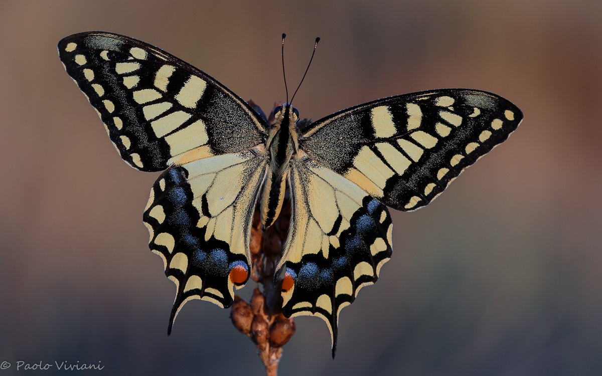 after the caterpillar and the butterfly ... swallowtail