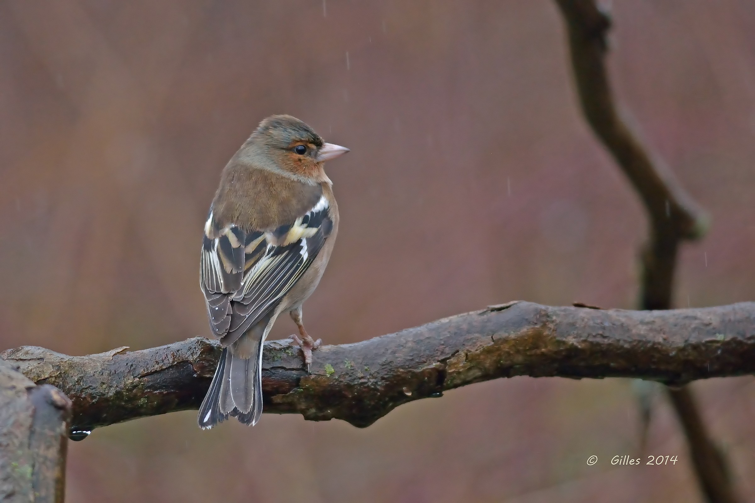 Chaffinch (Fringilla coelebs)