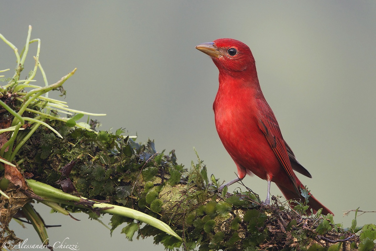 Summer Tanager