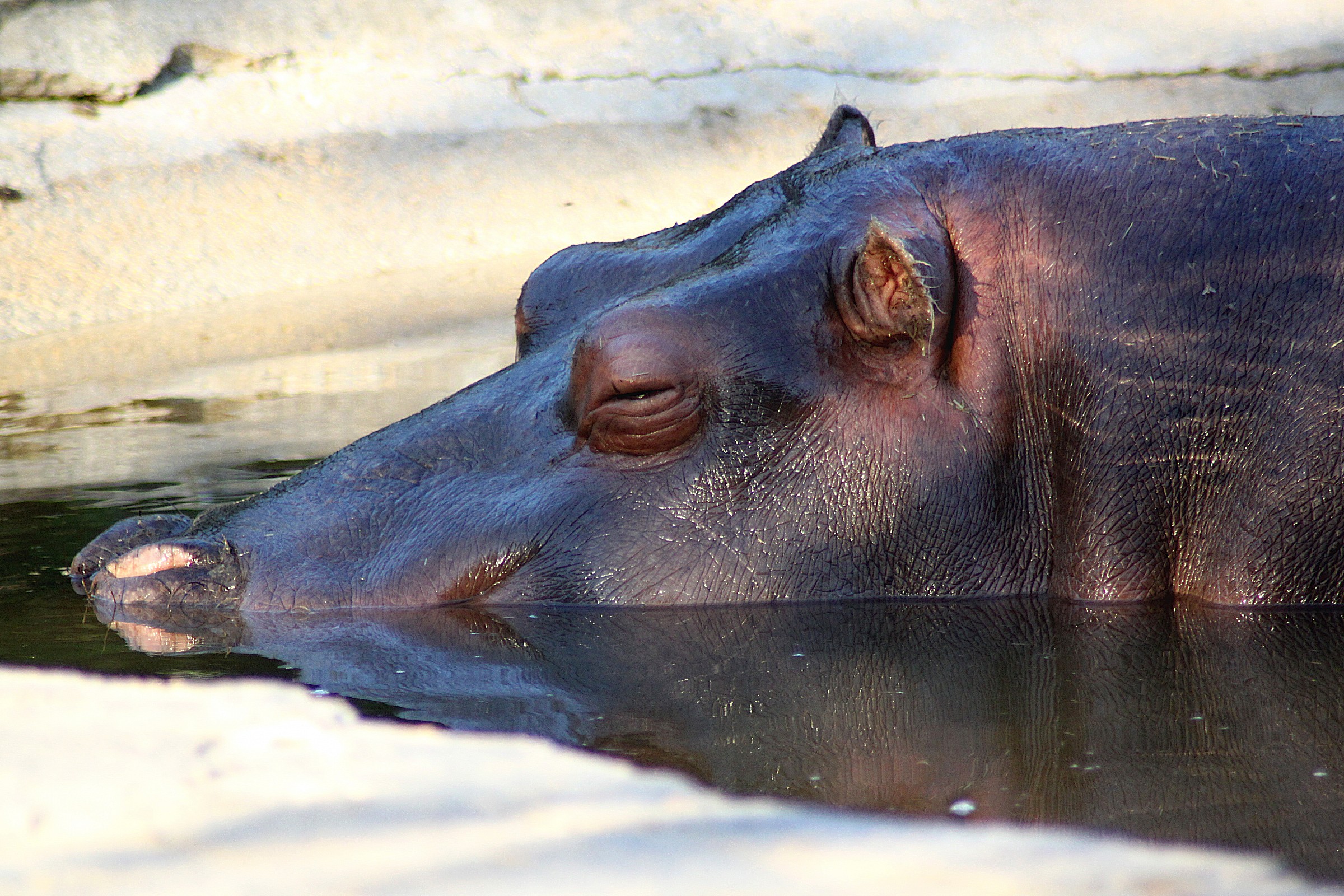 Hippo thinker
