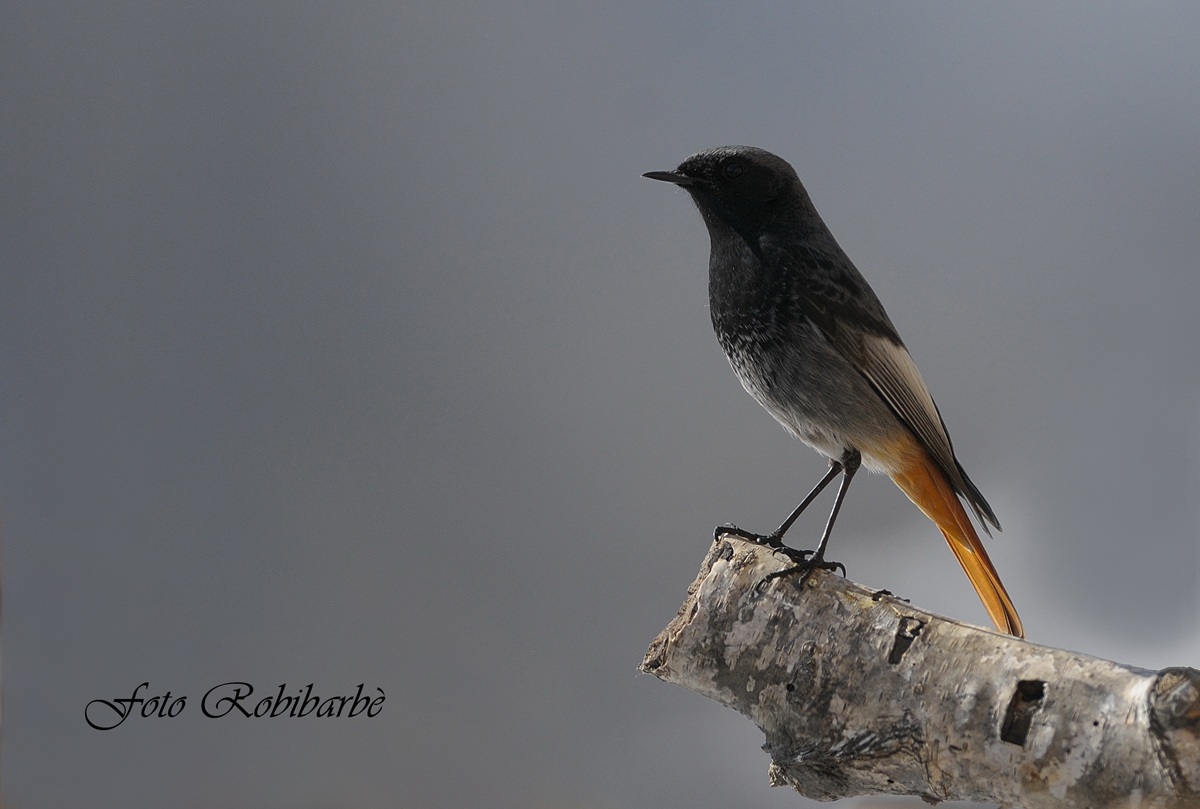 Spazzacamino... maschio...