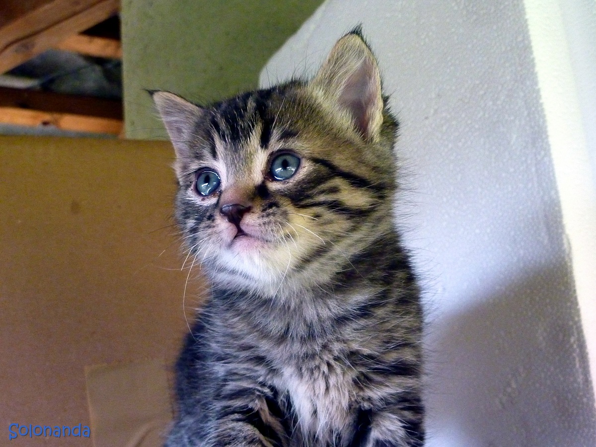 the cat has one month