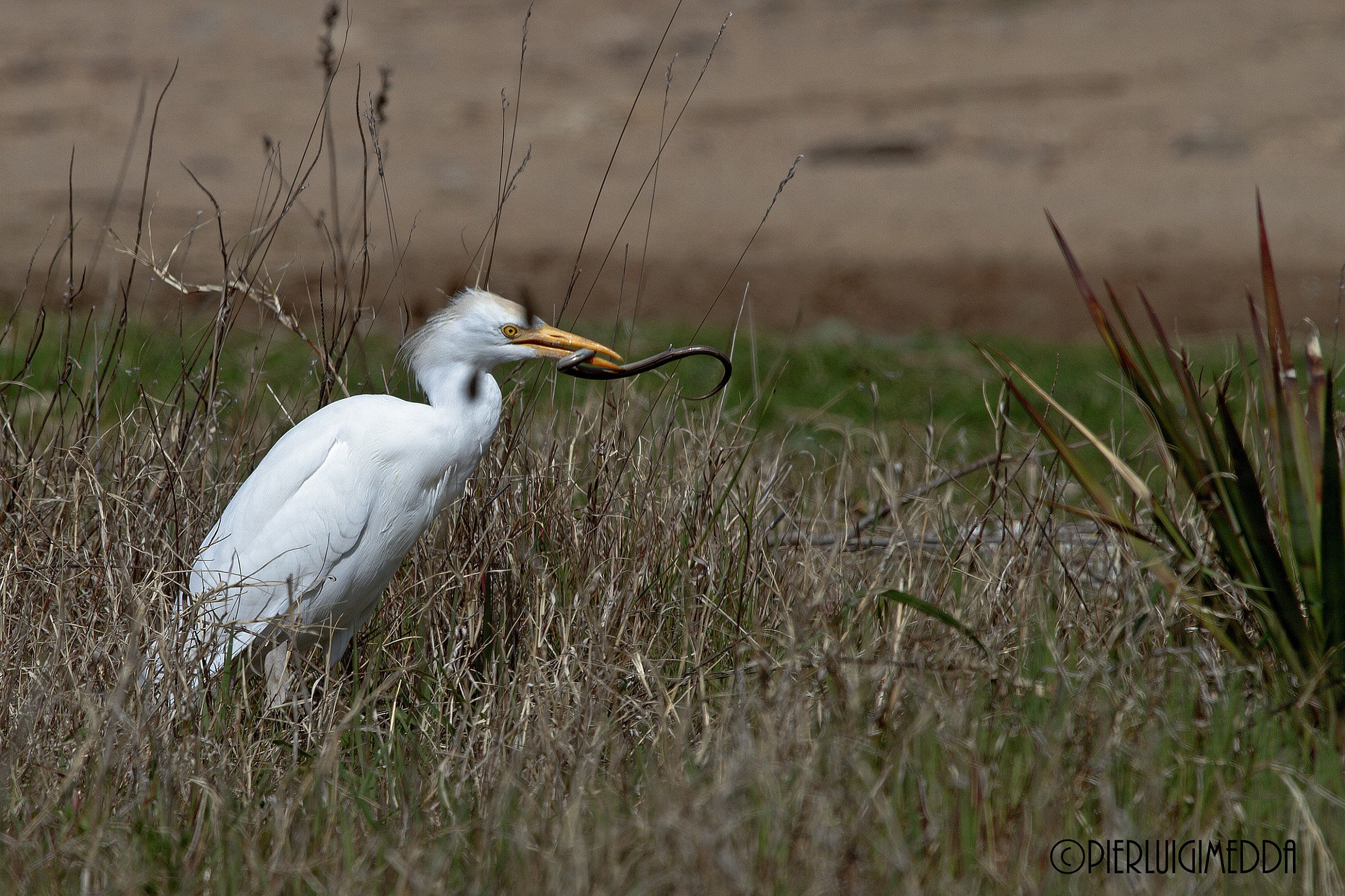Airone Guardabuoi con preda (Luscengola).