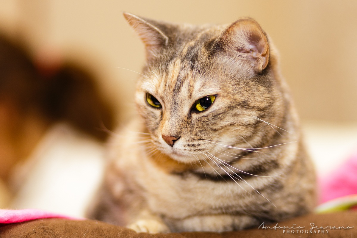 first shot with 85mm f/1.8