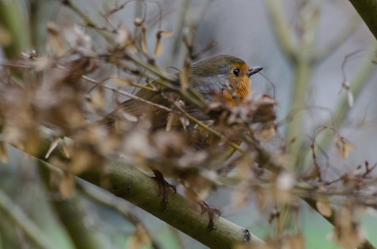 Chi c'è la dietro?!?