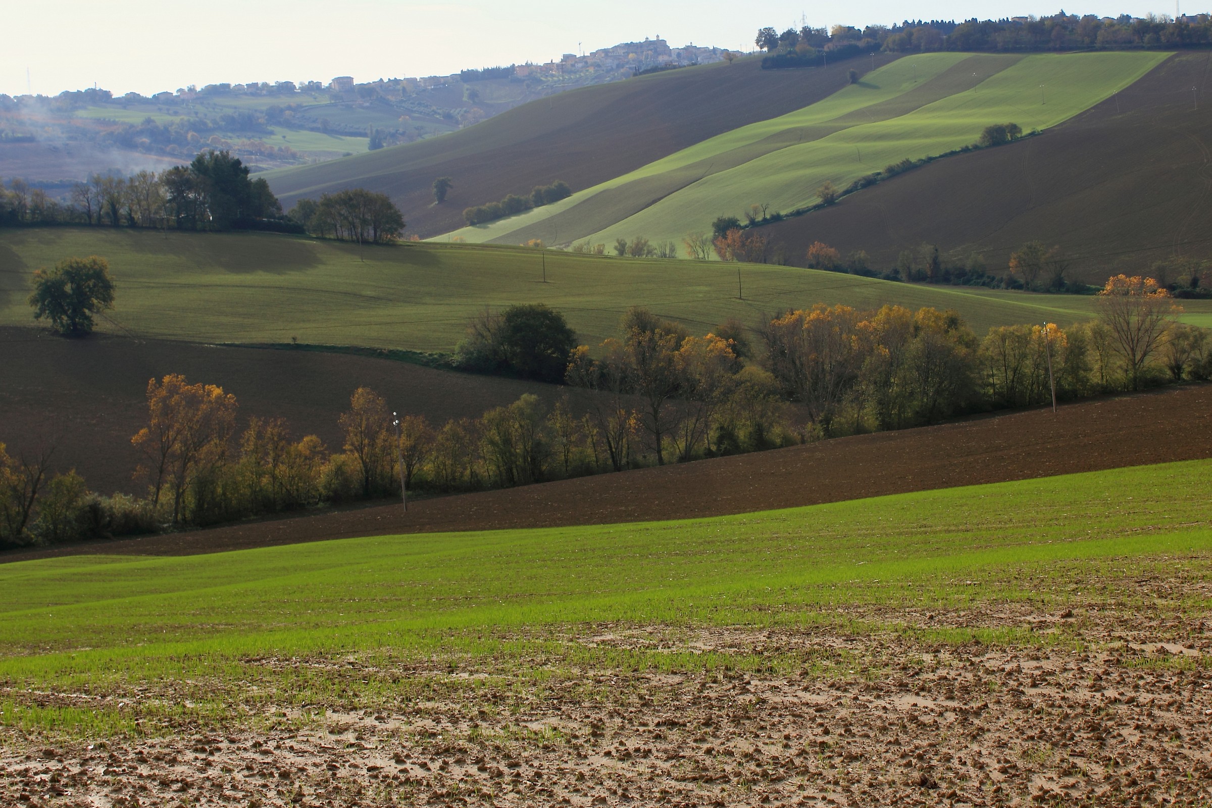 Marche countryside