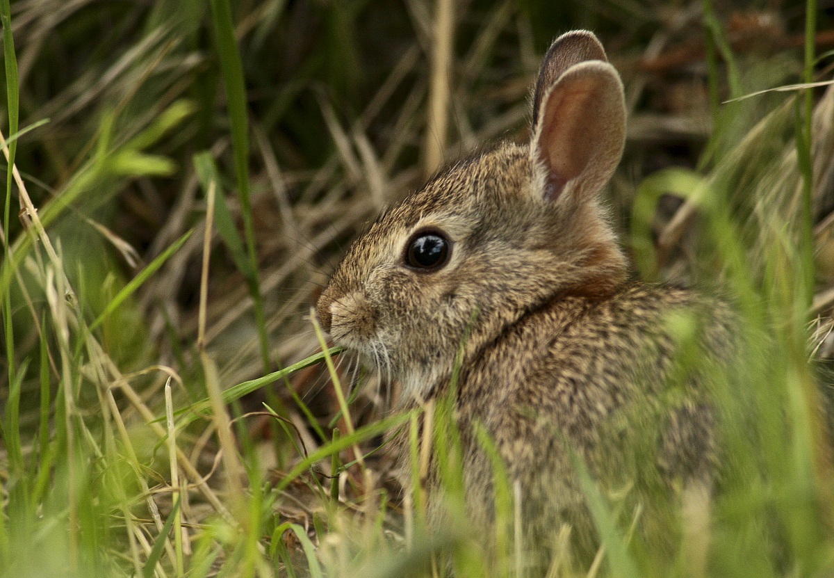 coniglietto nascosto