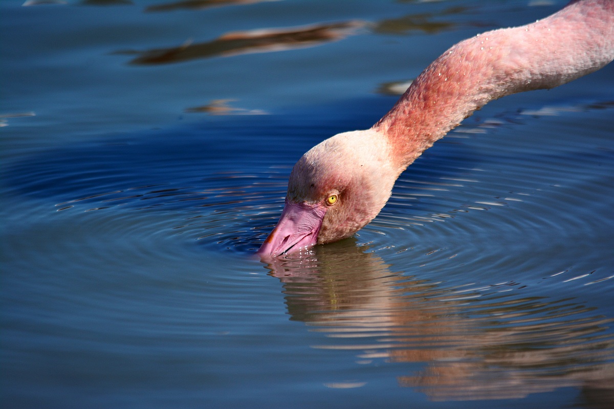 phoenicopterus Roseus