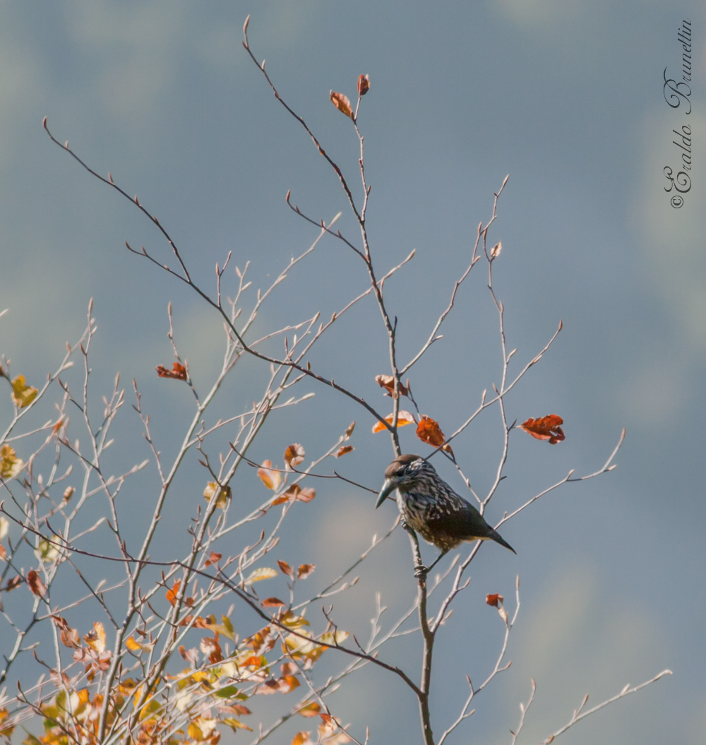 Nutcracker (Nucifraga caryocatactes)