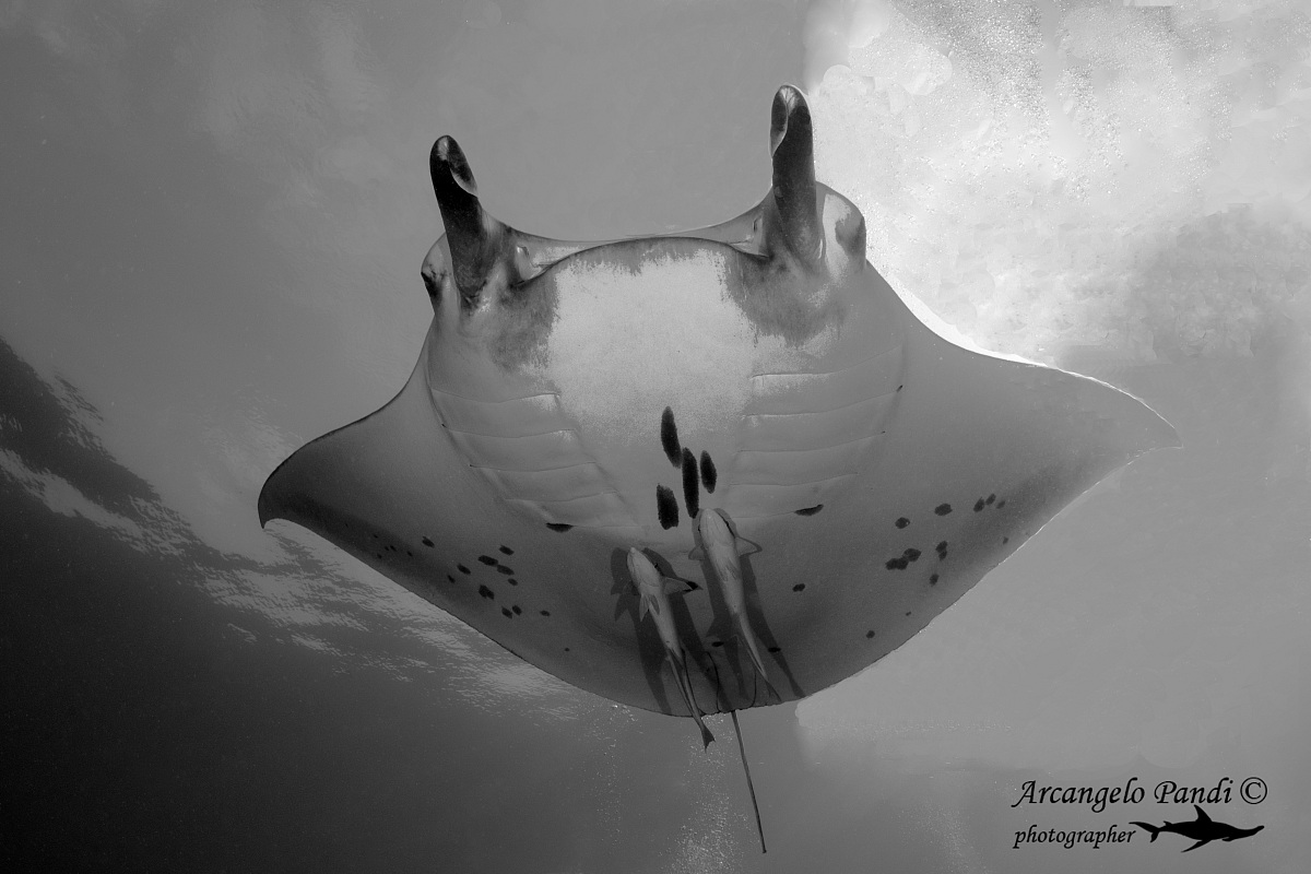 Manta Giant
