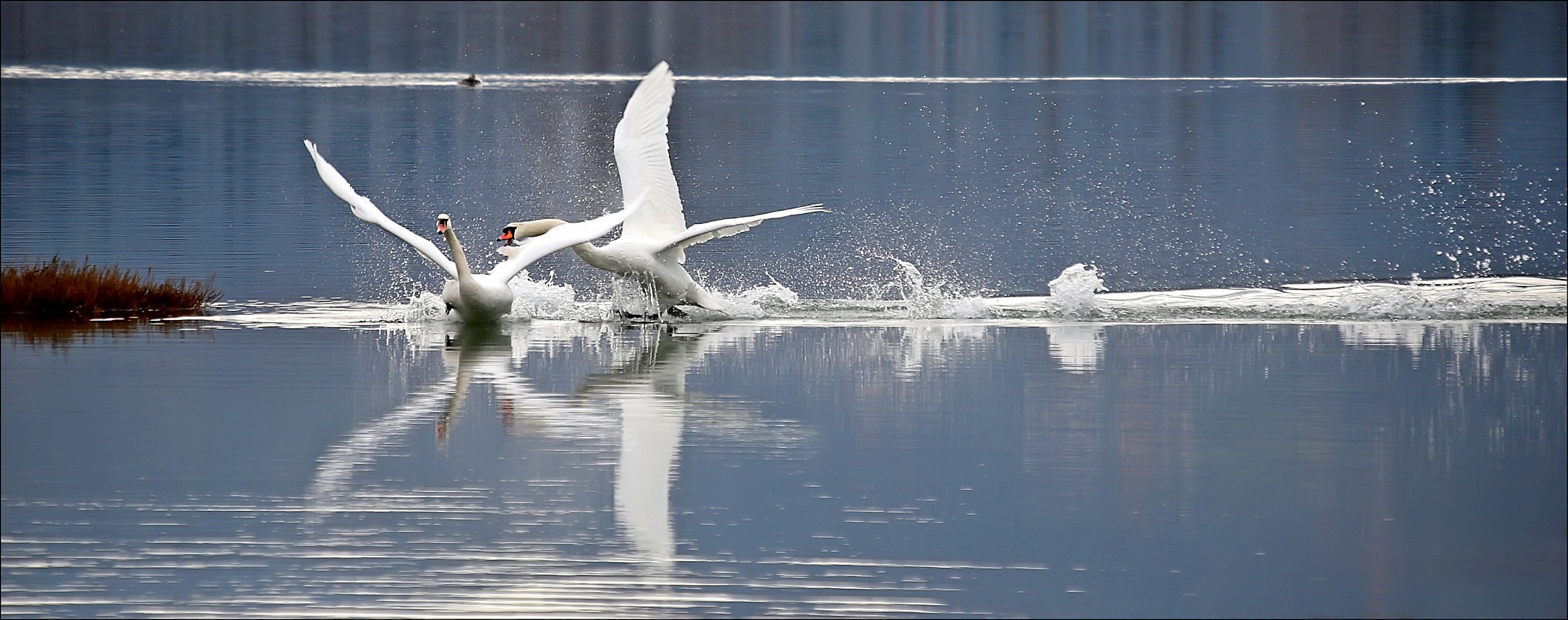 Mute swan