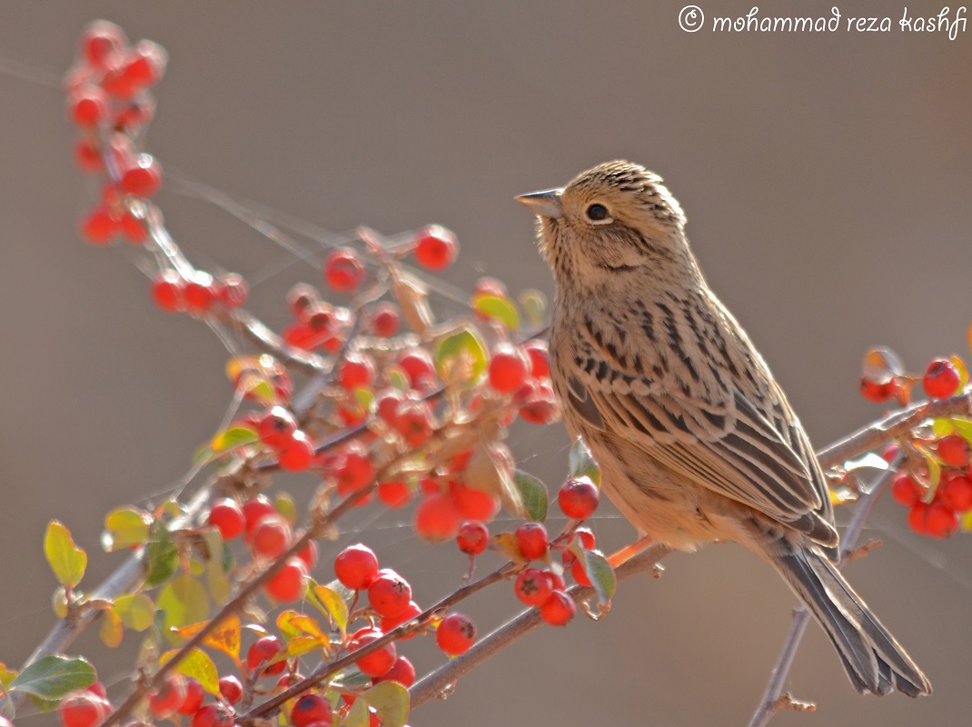 rock bunting juv