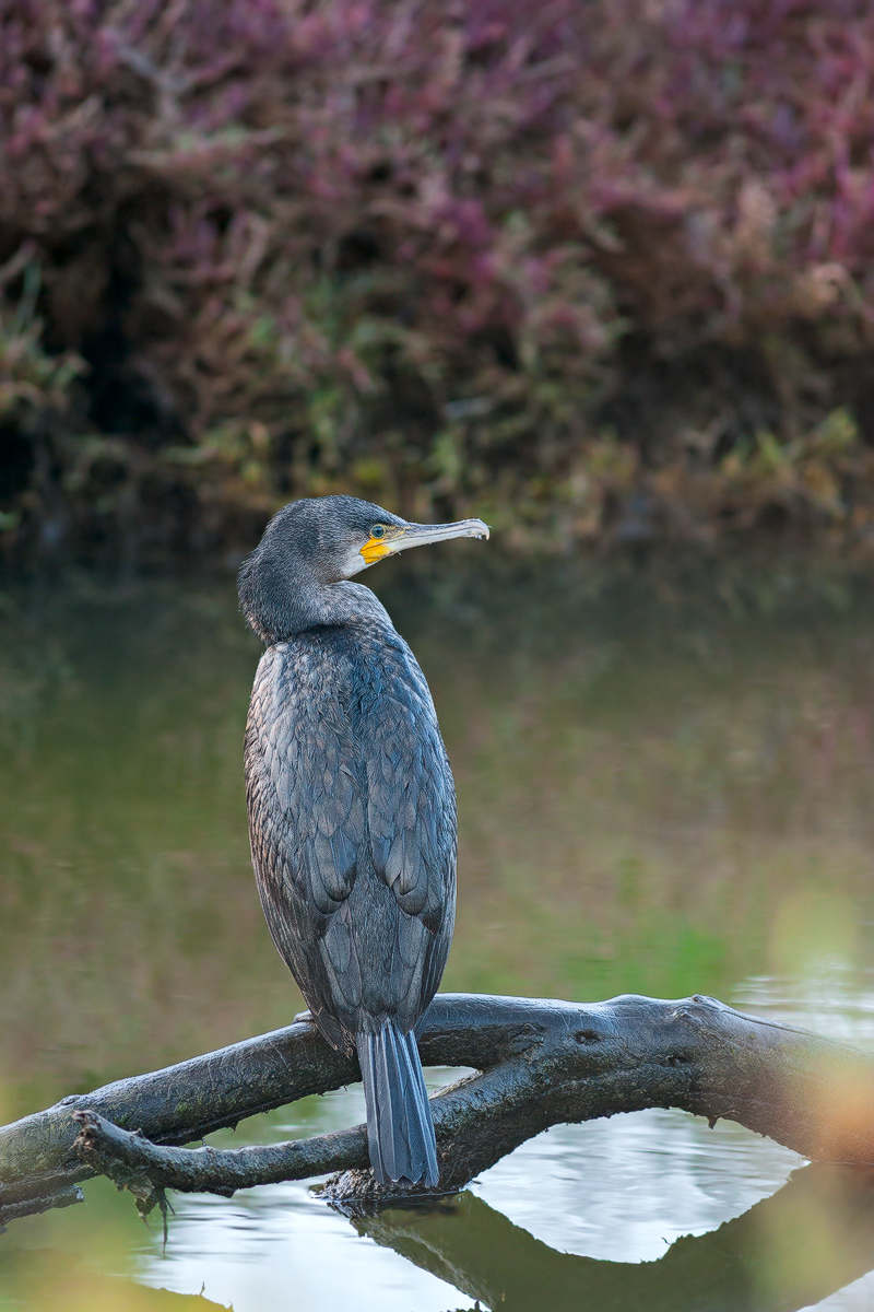 Cormorant at first light
