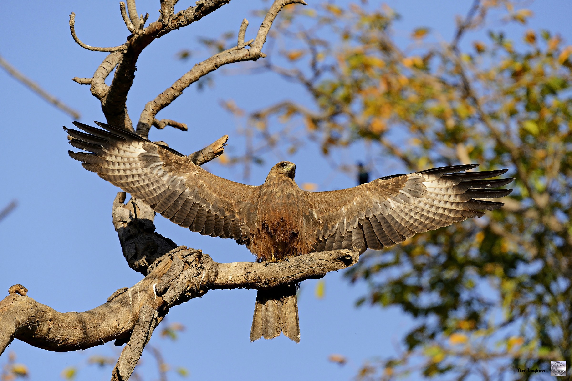 Black Kite, Milvus migrans (Zwarte Wouw)