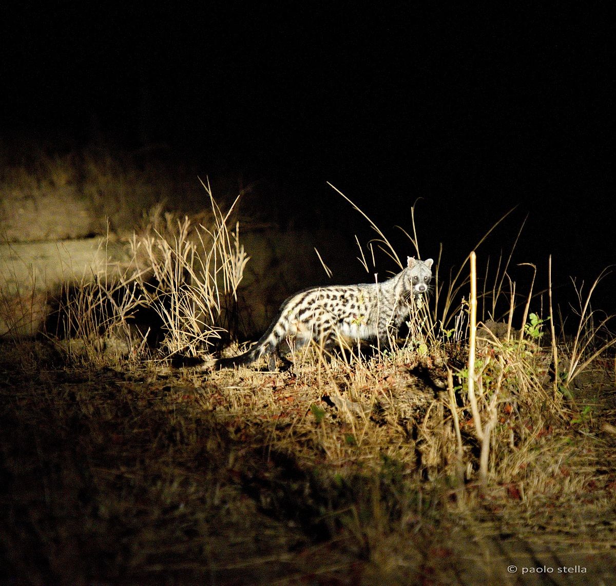 Zibetto - Civettictis civetta schwarzi