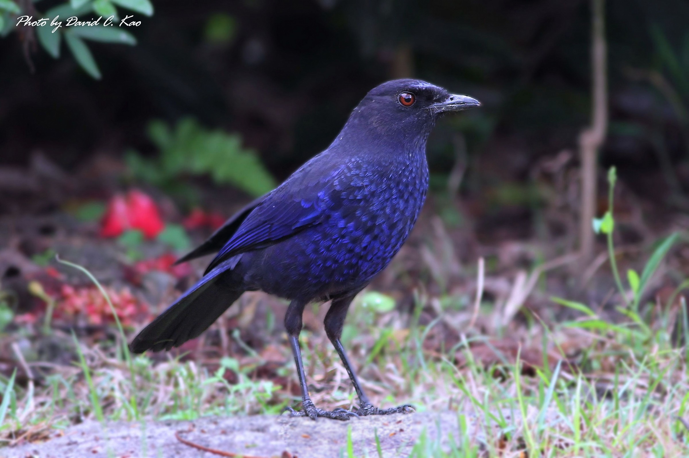 Taiwan Whistling Thrush