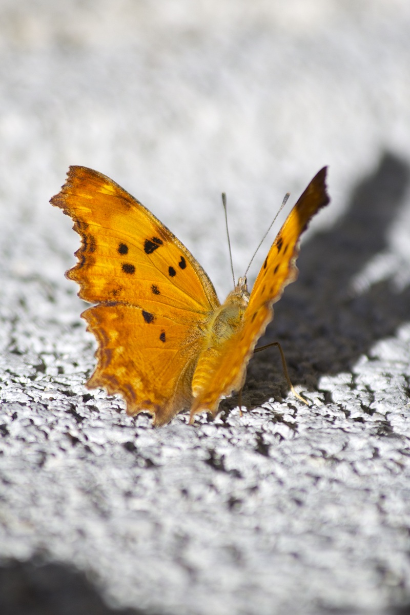 Farfalla sulla Pietra