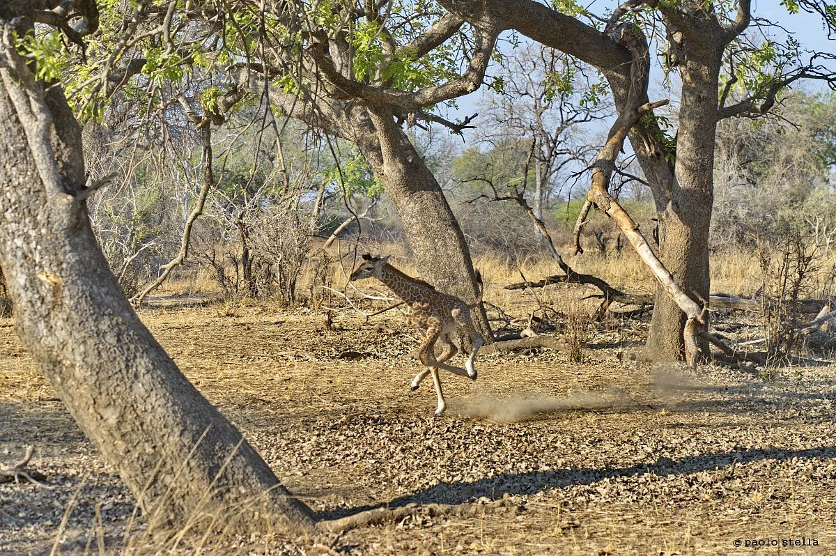 running baby giraffe