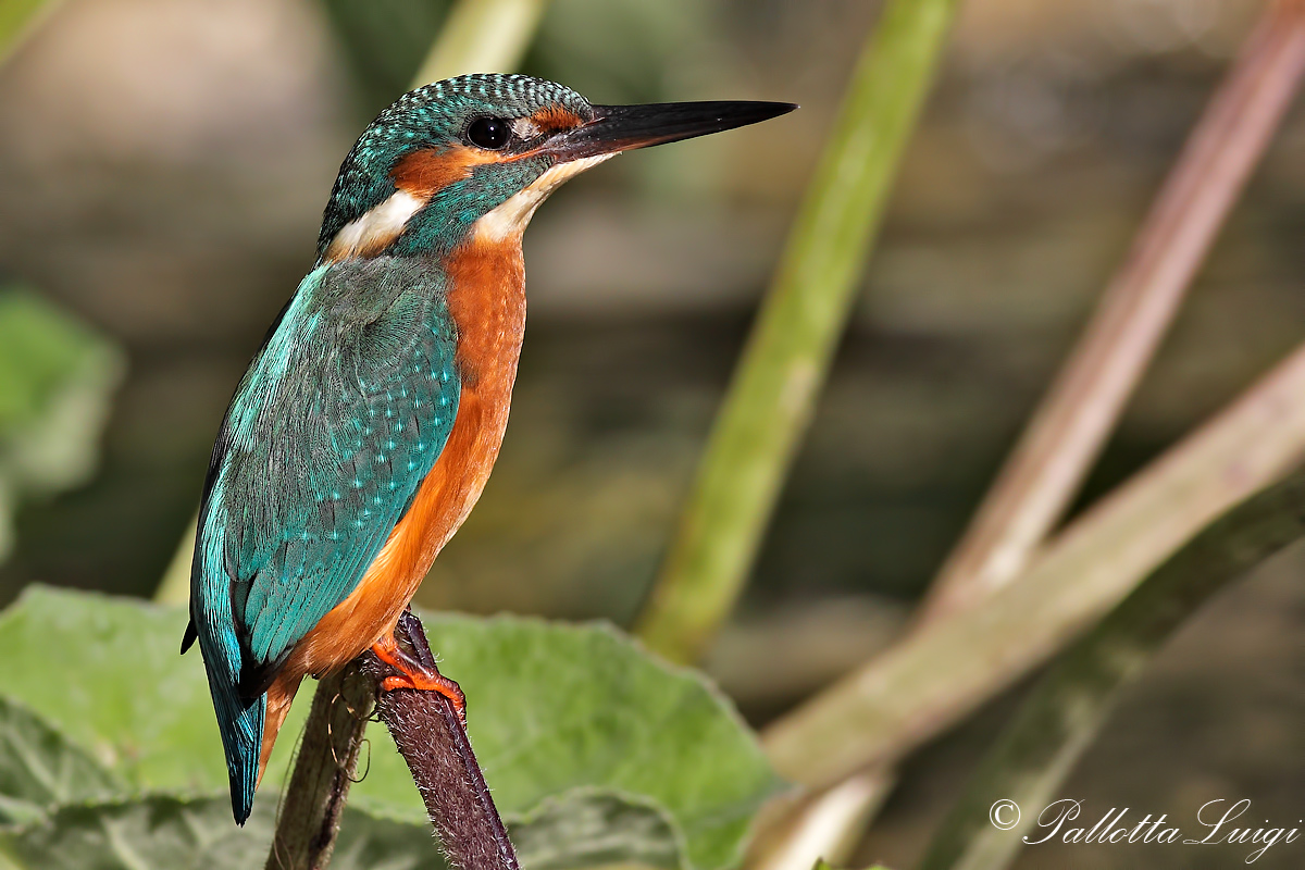 Kingfisher (Alcedo atthis)