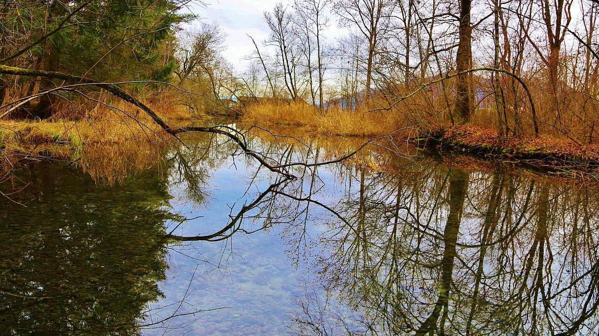 Golene del fiume Aar nei pressi di Berna