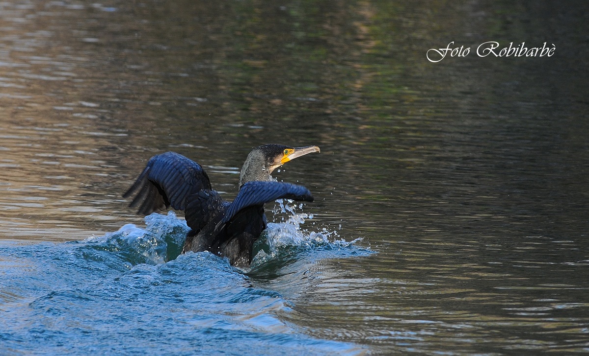 Cormorano...decollo...