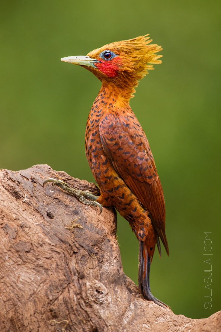 Picchio Chestnut-color | Costa Rica