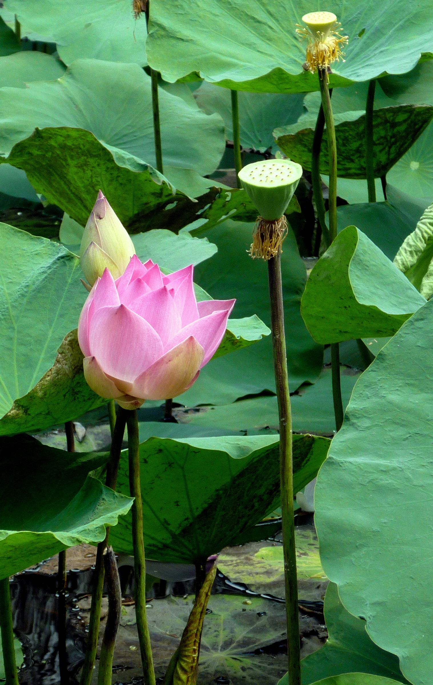 Lotus Flower